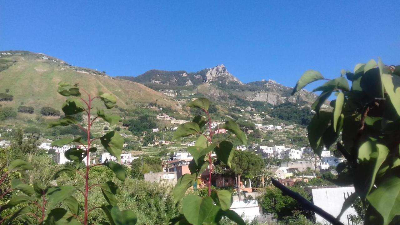 Villa Thomas Bb Conduzione Familiare Forio di Ischia Dış mekan fotoğraf